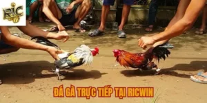 Đá gà trực tiếp
